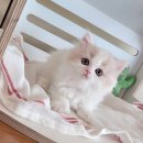 강남고양이분양 러브앤캣 이미지