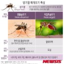 증가하는 전염병 뎅기열(Dengue Fever)| 이미지