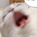 일상운동