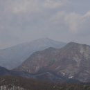 옥정 왕벚나무길 이미지