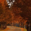 부귀 메타세쿼이아길 이미지