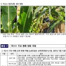 액비골(2) | 옥수수 병, 종류에 따라 방제법 달리해야