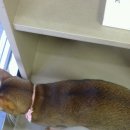 피정현 동물병원 이미지