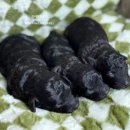 토이 켄넬 이미지