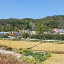 월림교 Daum카페