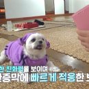 원한증막 이미지