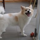 보듬펫살롱 이미지