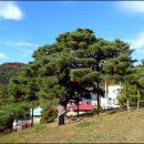 서창 소나무 이미지