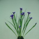 밀드플레 이미지