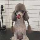 더 스마일독 이미지