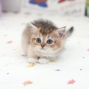 부산고양이분양 미유펫 이미지