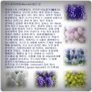 카리