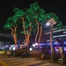 세종특별자치시청 | 세종 빛트리 축제 위치 주차 시간 방문 후기 세종 크리스마스