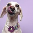 쿨독펫샵 이미지