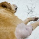 발토(BALTO) | 강아지 팔꿈치 보호대 대형견도 착용 가능한 발토 balto 솔직 후기