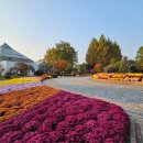 강원도립화목원 국화 전시회 이미지