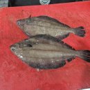 참가자미나라 이미지