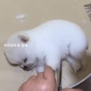멍뭉이 미용실 이미지