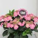 코튼캔디 이미지