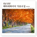 담양 11월 가볼만한곳 덕성리 메타세콰이아길, 사진찍기 좋은 핫스팟 숨은 여행명소