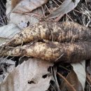 더덕농장 이미지