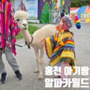 구름나그네월드코인 | 볼 만한 곳] 삼척 서울 근교 가볼만한 곳 동물체험 알파카 산책 홍천 알파카월드 할인 내돈내산 방문 후기