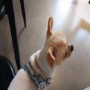 장안동물병원 이미지