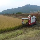 강화배꽃집 이미지