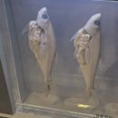 기생충박물관 | 기생충박물관 후기｜꼭 한 번은 가볼 만한 이색 박물관_서울