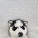 멍멍하개 이미지