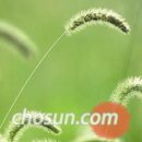 강아지풀 이미지