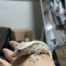 루이스양화