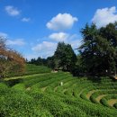 녹차농원 이미지