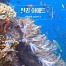 산호환경 | 아메드 난파선 포인트 옆 산호 군락지 신비로운 수중환경