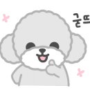 춘천애견미용학원 이미지