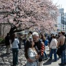 2100년 벚꽃 없는 지역도 기후변화에 일본 벚꽃 개화 시기도 오락가락. 이미지