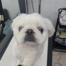 러블리애견미용실 이미지
