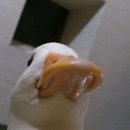 몽실묭실 이미지