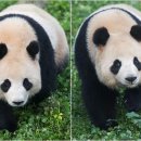 판다 이미지