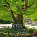 전주,,군산 ,,변산반도 길따라,,, 이미지