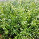 박정원농장 이미지