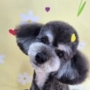 애견미용샵 조이 이미지