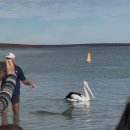 카로드 | [2025] 서호주 캠핑카 로드트립 후기(퍼스로 내려가는 길)