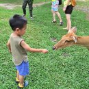 오픈주 | 방콕 카오키여우 오픈주 동물원 아이 동반 현실 후기 전용차량 선택이 필수인 이유