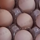 백봉농장 이미지