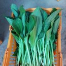 봄나물 눈개승마 (삼나물)&amp;울릉도종 명이나물!!!! 이미지