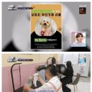 강아지 목욕탕 이미지