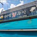 태백회수산 | 태백 회식·가족모임 장소 추천 싱싱한 활어회 태백회수산 황지동 맛집