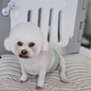 디디애견미용 이미지