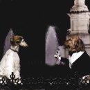 애견모델 이미지